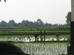Rice farming outside of the city